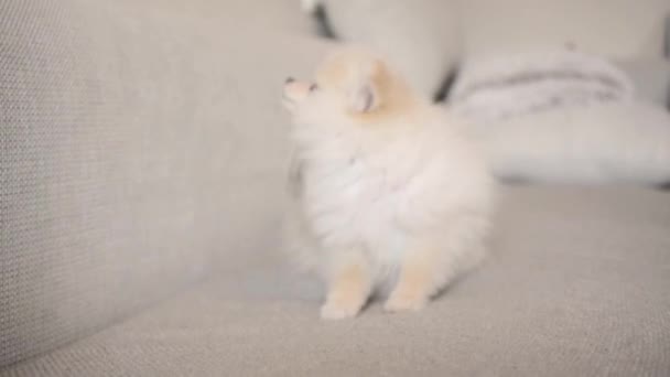 Αστεία Pomeranian Κουτάβι Ξύσιμο Λευκό Καναπέ — Αρχείο Βίντεο