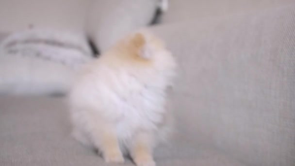 Lucu Pomeranian Anak Anjing Menggaruk Sofa Putih — Stok Video