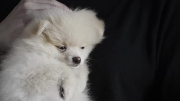 Chicas Mano Acariciando Lindo Pomeranian Puppys Cabeza — Vídeos de Stock