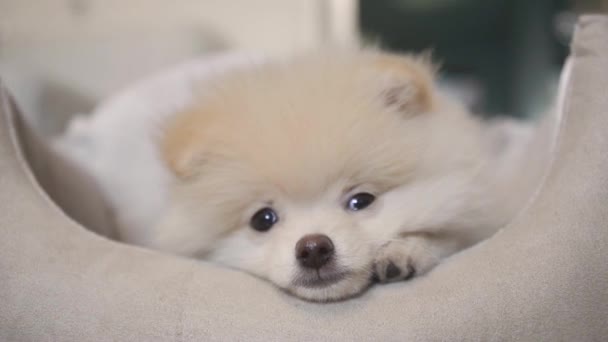 Funny Puppy Pomorskie Leży Pieścić Łóżko — Wideo stockowe