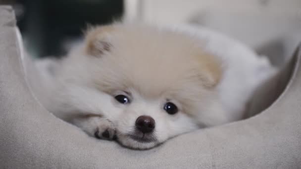 面白いポメラニアン子犬 ペット用のベッドに横たわっています — ストック動画