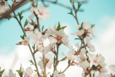 Baharda ağaçların dallarında beyaz çiçekler