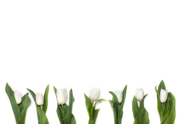 Bouquet Tulipes Blanches Sur Fond Blanc — Photo