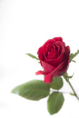 Beyaz arkaplanda güzel kırmızı bir gül