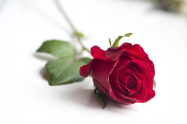 Beyaz arkaplanda güzel kırmızı bir gül
