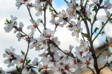 Baharda ağaçların dallarında beyaz çiçekler