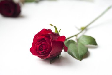 Beyaz arkaplanda güzel kırmızı bir gül