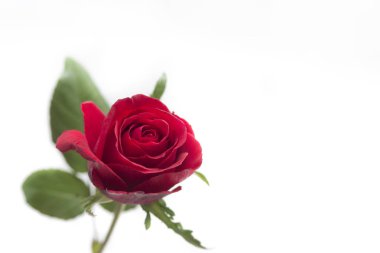 Beyaz arkaplanda güzel kırmızı bir gül