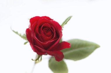 Beyaz arkaplanda güzel kırmızı bir gül
