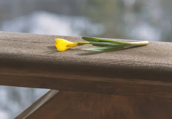 Flor Campo Amarillo Una Tabla Madera —  Fotos de Stock