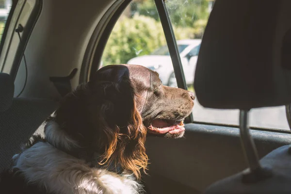 Hunting dog setter in a car in sunny day