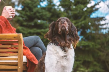 Onun sahibi yanında açık üzerinde oturan setter köpek