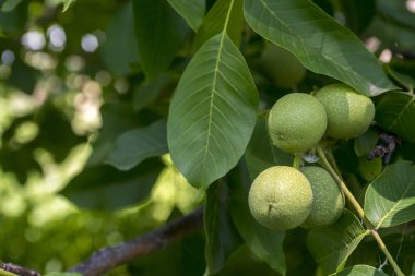 ağaçta yeşil ceviz.ceviz, çiğ ceviz, yeşil ceviz,