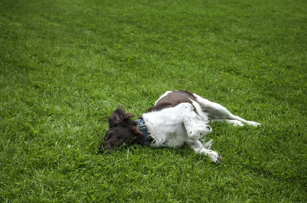 Jakt Hund Setter Naturen Hund Setter Spelar Ett Gräs — Stockfoto