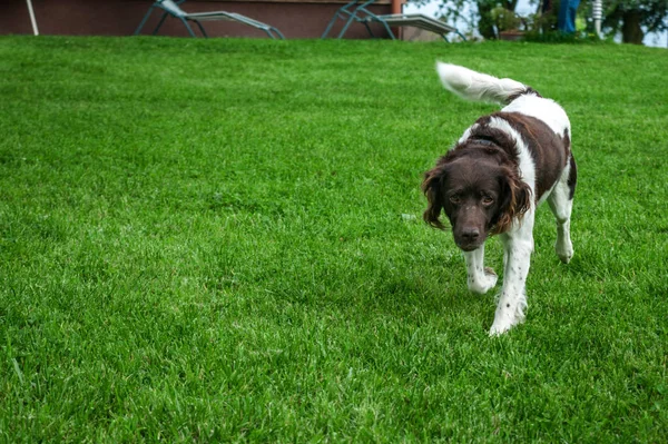 Jakt Hund Setter Naturen Hund Setter Spelar Ett Gräs — Stockfoto