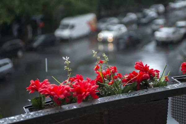 red flowers in a basket on the balcony overlooking the street. rainy day