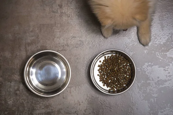 Dry dog food in bowl and puppy dog .Top view