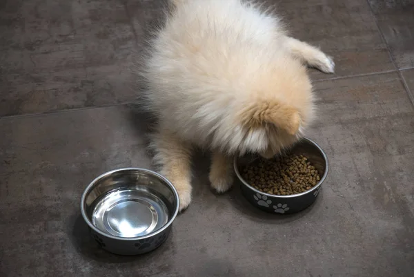 Ξηρή Τροφή Σκύλου Μπολ Και Σκυλάκι Κορυφαία Προβολή — Φωτογραφία Αρχείου