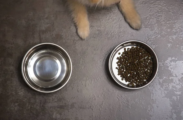 Dry dog food in bowl and puppy dog .Top view