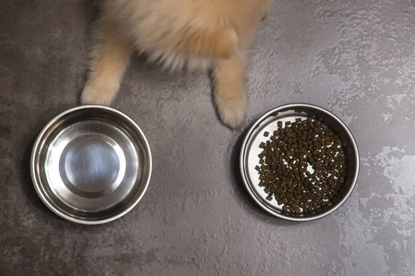 Dry dog food in bowl and puppy dog .Top view