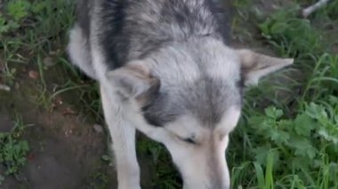 close-up footage of beautiful husky dog on green grass