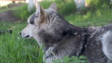 close-up footage of beautiful husky dog on green grass