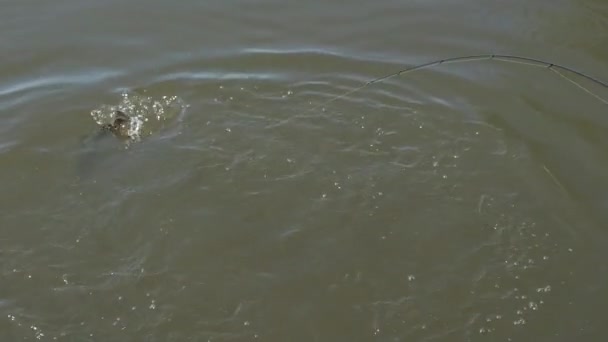 Close Footage Person Fishing River — Vídeo de stock