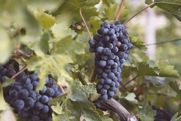 Mavi Üzüm Hasadı Tarlalar Şarap Için Olgunlaşmış Üzümler — Stok fotoğraf