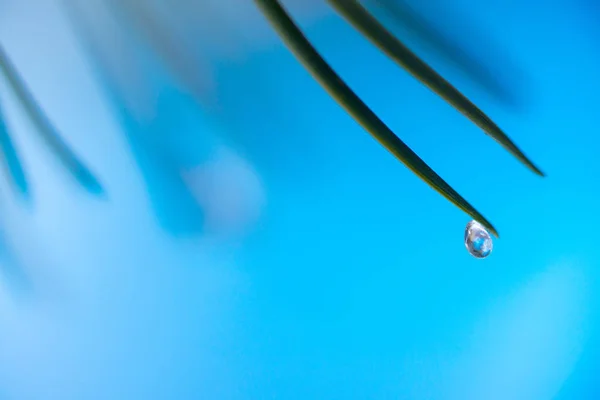 Droplets of frozen water on a branch — Stock Photo, Image