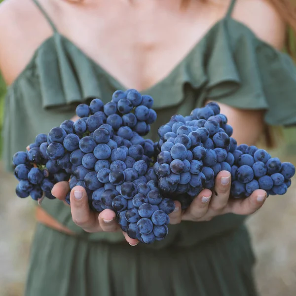 Збирання Винограду Жінки Руки Свіжозібраним Чорним Виноградом — стокове фото
