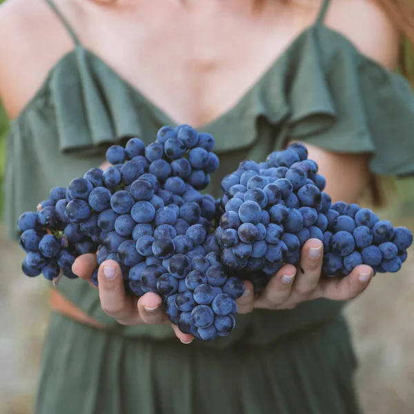 Récolte Raisins Mains Femmes Avec Raisins Noirs Fraîchement Récoltés — Photo