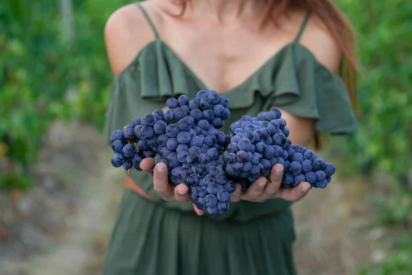 Weinlese Frauenhände Mit Frisch Geernteten Schwarzen Trauben — Stockfoto