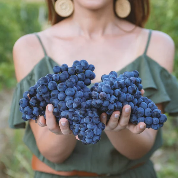 Joven Muestra Montón Uvas Rojas Cosechadas Por Ella Misma Viñedo —  Fotos de Stock