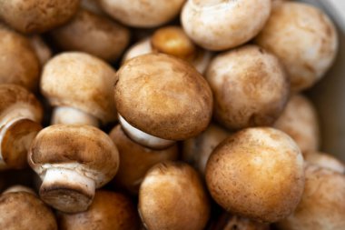 Beyaz arka planda kasede taze mantar şampiyonu. Boşluğu kopyala.