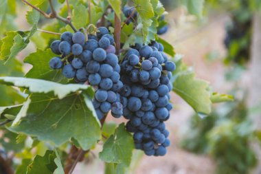 mavi üzüm hasadı. Tarlalar şarap için olgunlaşmış üzümler.