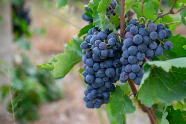 mavi üzüm hasadı. Tarlalar şarap için olgunlaşmış üzümler.