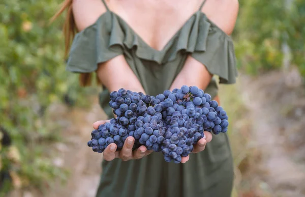 Młoda Kobieta Pokazuje Stertę Czerwonych Winogron Zebranych Przez Siebie Czerwonej — Zdjęcie stockowe