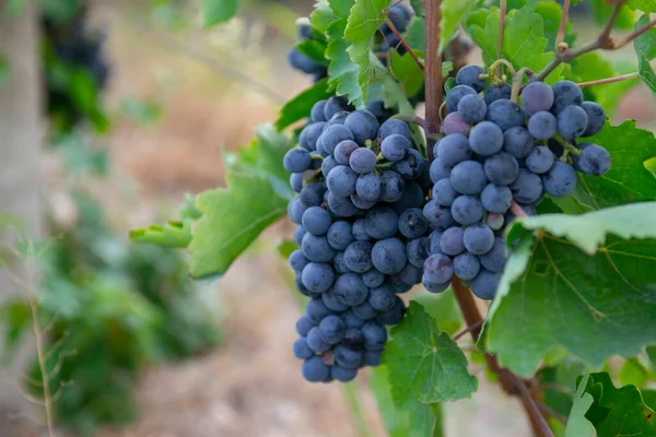 mavi üzüm hasadı. Tarlalar şarap için olgunlaşmış üzümler.