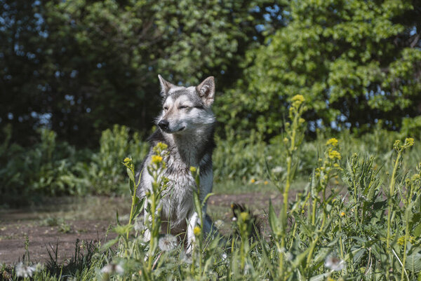 волкообразная собака в природе, сторожевая собака или охотничья собака