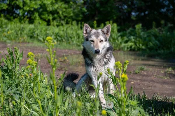 Волкообразная Собака Природе Сторожевая Собака Охотничья Собака — стоковое фото