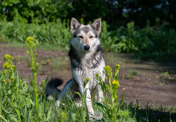 wolf-like dog in nature, watchdog or hunting dog