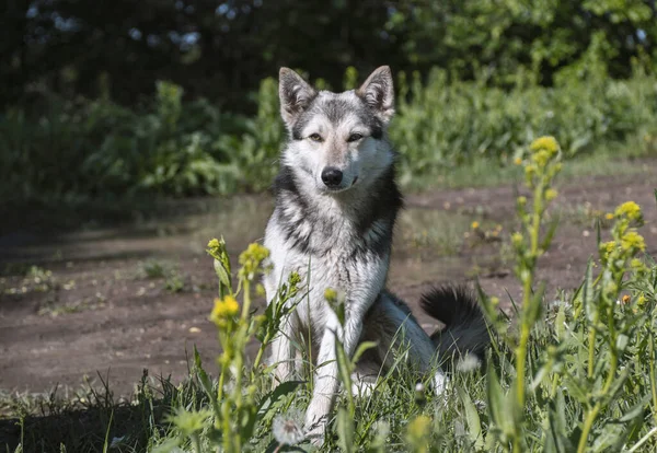wolf-like dog in nature, watchdog or hunting dog