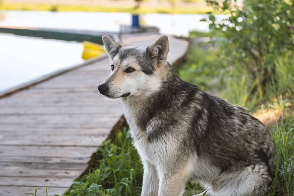 狼犬大自然中的狼犬 看门狗或猎狗 — 图库照片