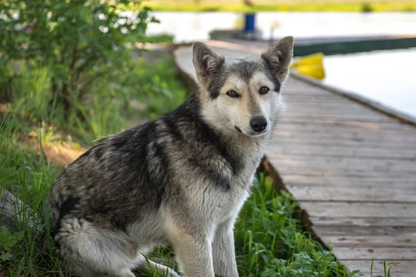 狼犬大自然中的狼犬 看门狗或猎狗 — 图库照片