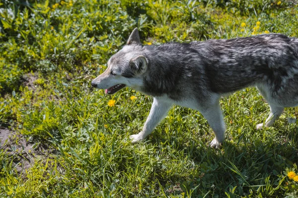狼犬大自然中的狼犬 看门狗或猎狗 — 图库照片
