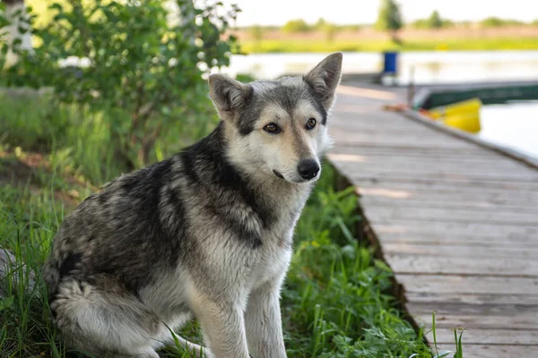 狼犬大自然中的狼犬 看门狗或猎狗 — 图库照片