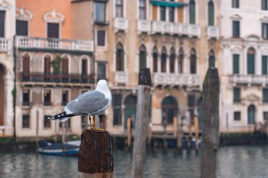 Venedik 'te odun yığınında bir martı. Boş Venedik. İtalya' da Coronavirüs..