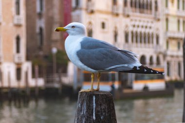 Venedik 'te odun yığınında bir martı. Boş Venedik. İtalya' da Coronavirüs..