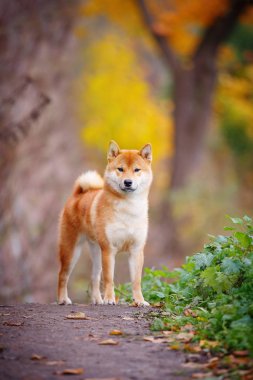 Shiba Inu niteliğine sonbaharda