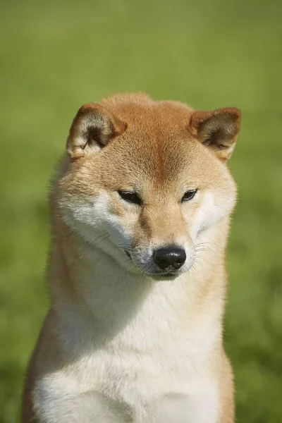 Shiba Inu Yaz — Stok fotoğraf